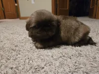 Fernando, a male Shih Tzu for sale in Carlyle, IL – Photo 2 of 5