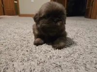 Fernando, a male Shih Tzu for sale in Carlyle, IL – Photo 5 of 5