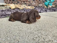 Nikki, a female Miniature Dachshund for sale in Carlyle, IL – 3 of 9