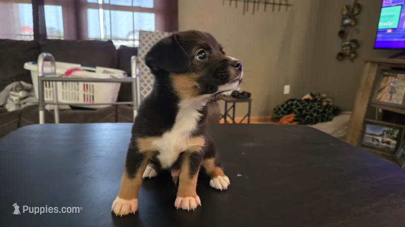 Phil – Pembroke Welsh Corgi, Toy Australian Shepherd puppy for sale in Carlyle, IL
