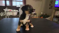 Phil, a male Pembroke Welsh Corgi and Toy Australian Shepherd for sale in Carlyle, IL – 1 of 6
