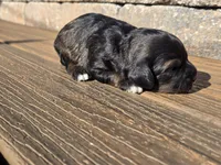 Stetson , a male Cavapoo for sale in Carlyle, IL – Photo 2 of 5