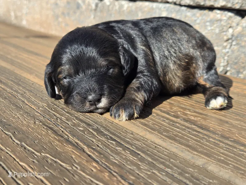 Stetson  – Cavapoo puppy for sale in Carlyle, IL