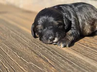 Stetson , a male Cavapoo for sale in Carlyle, IL – Photo 5 of 5