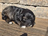 Stetson , a male Cavapoo for sale in Carlyle, IL – Photo 4 of 5