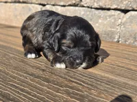 Stetson , a male Cavapoo for sale in Carlyle, IL – Photo 3 of 5