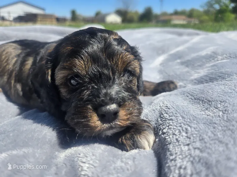 Stetson  – Cavapoo puppy for sale in Carlyle, IL