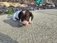 Chelsea, a female Miniature Dachshund for sale in Carlyle, IL – 8 of 10
