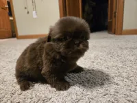 Norman , a male Shih Tzu for sale in Carlyle, IL – Photo 7 of 8