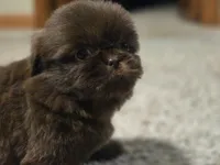 Norman , a male Shih Tzu for sale in Carlyle, IL – Photo 8 of 8