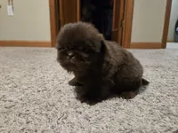 Norman , a male Shih Tzu for sale in Carlyle, IL – Photo 5 of 8