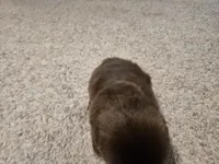 Norman , a male Shih Tzu for sale in Carlyle, IL – Photo 4 of 8