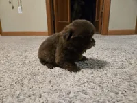 Norman , a male Shih Tzu for sale in Carlyle, IL – Photo 3 of 8