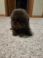 Norman , a male Shih Tzu for sale in Carlyle, IL – Photo 2 of 8