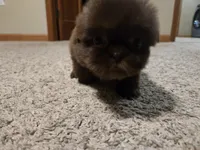 Norman , a male Shih Tzu for sale in Carlyle, IL – Photo 6 of 8