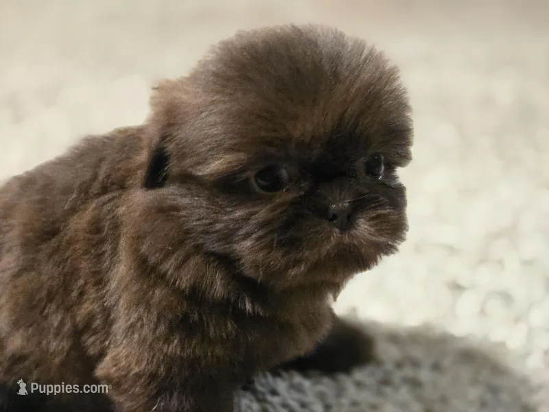 Norman , a male Shih Tzu for sale in Carlyle, IL – Photo 1 of 8