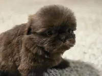 Norman , a male Shih Tzu for sale in Carlyle, IL – Photo 1 of 8