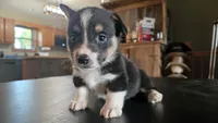 Spur, a male Cardigan Welsh Corgi and Pembroke Welsh Corgi for sale in Carlyle, IL – 3 of 6