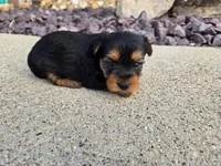 Bridget , a female Yorkshire Terrier for sale in Carlyle, IL – 7 of 9