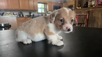 Haze, a male Cardigan Welsh Corgi and Pembroke Welsh Corgi for sale in Carlyle, IL – 4 of 7