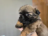 Gidget, a female Shih Tzu for sale in Carlyle, IL – Photo 9 of 9