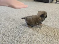 Gidget, a female Shih Tzu for sale in Carlyle, IL – Photo 3 of 9