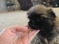 Gidget, a female Shih Tzu for sale in Carlyle, IL – Photo 2 of 9