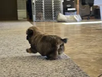 Gidget, a female Shih Tzu for sale in Carlyle, IL – Photo 5 of 9