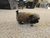 Gidget, a female Shih Tzu for sale in Carlyle, IL – Photo 4 of 9