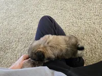 Gidget, a female Shih Tzu for sale in Carlyle, IL – Photo 8 of 9