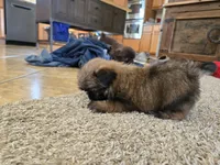 Gidget, a female Shih Tzu for sale in Carlyle, IL – Photo 7 of 9