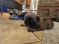 Gidget, a female Shih Tzu for sale in Carlyle, IL – Photo 6 of 9