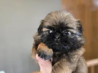 Gidget, a female Shih Tzu for sale in Carlyle, IL – Photo 1 of 9