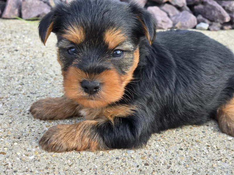 Bridget  – Yorkshire Terrier puppy for sale in Carlyle, IL