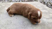 Bruce, a male Cavalier King Charles Spaniel for sale in Carlyle, IL – 3 of 7