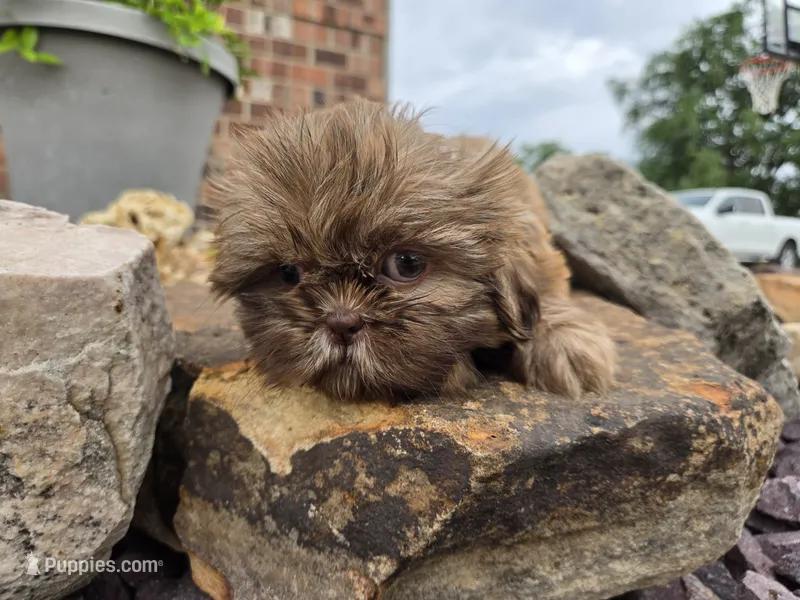 Kayla – Shih Tzu puppy for sale in Carlyle, IL