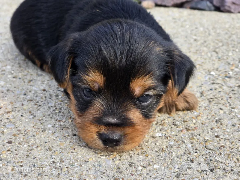 Stan – Yorkshire Terrier puppy for sale in Carlyle, IL