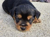 Stan, a male Yorkshire Terrier for sale in Carlyle, IL – 3 of 9