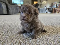 Bobby, a male Shihpoo for sale in Carlyle, IL – Photo 1 of 9