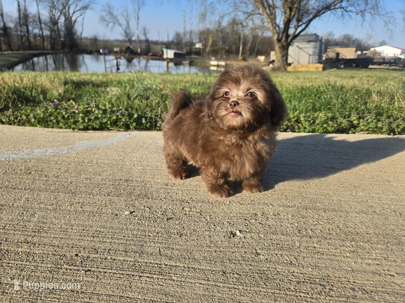 Bobby – Shihpoo puppy for sale in Carlyle, IL