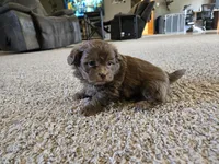 Bobby, a male Shihpoo for sale in Carlyle, IL – Photo 7 of 9
