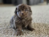 Bobby, a male Shihpoo for sale in Carlyle, IL – Photo 8 of 9