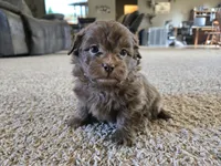 Bobby, a male Shihpoo for sale in Carlyle, IL – Photo 5 of 9