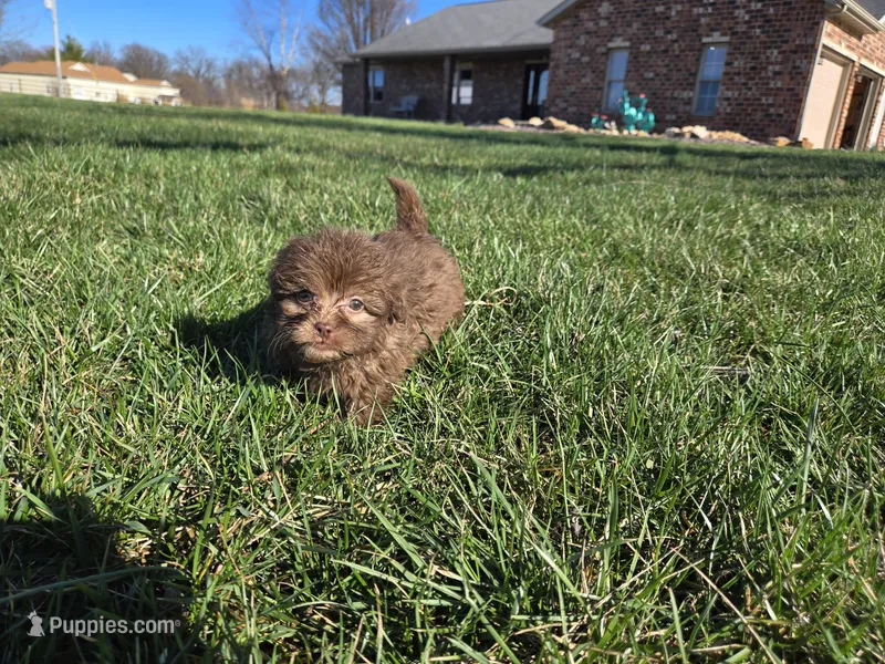 Bobby – Shihpoo puppy for sale in Carlyle, IL