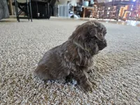 Bobby, a male Shihpoo for sale in Carlyle, IL – Photo 6 of 9