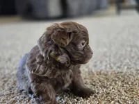 Bobby, a male Shihpoo for sale in Carlyle, IL – Photo 9 of 9