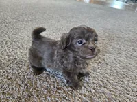 Bobby, a male Shihpoo for sale in Carlyle, IL – Photo 2 of 9