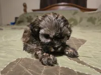 Saffron , a female Shihpoo for sale in Carlyle, IL – Photo 3 of 7