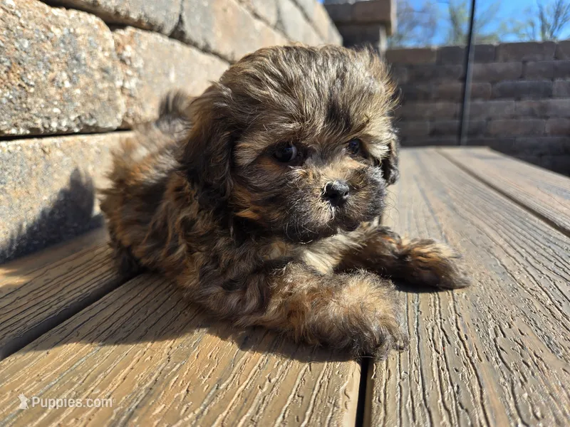 Saffron  – Shihpoo puppy for sale in Carlyle, IL