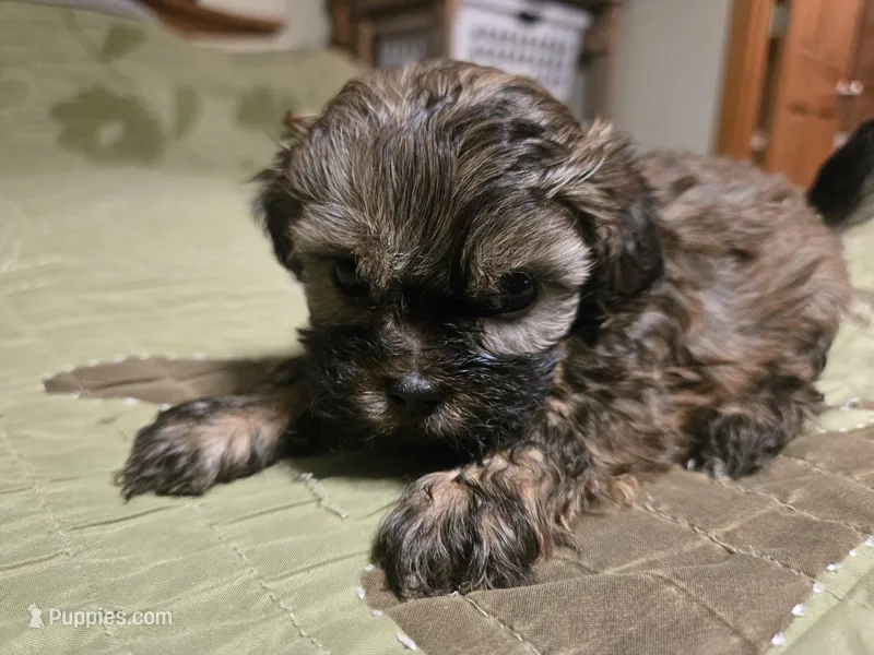 Saffron  – Shihpoo puppy for sale in Carlyle, IL